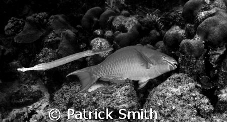 Parrot  fish with trumpet fish in tow on Angle City Reef ... by Patrick Smith 